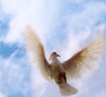 Dove in flight