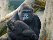 Mom-baby gorilla, online