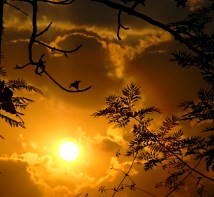 petunia in sunlight - online