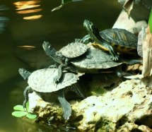turtles - online