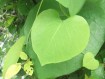 Heart leaves