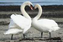 Love Swans - online