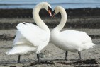 Love Swans - online