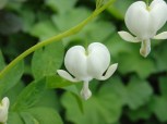 White Heart flower