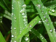 Dew drops online