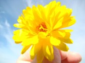 Yellow flower - online