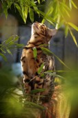 Bengal Cat in the Sun