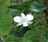 White Forest Flower