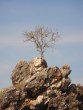 tree-on-rock-online