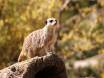 meerkat-online