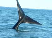 whales tail -online