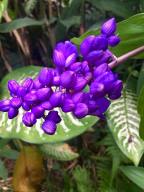 Sherry - purple online