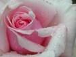 rose after rain-online