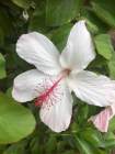 white flower - Sherry